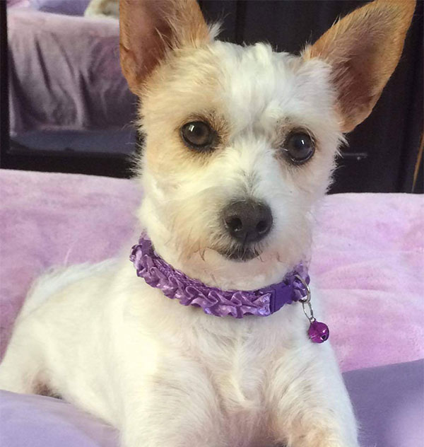 Katherine's Dog Grooming Chirripo Costa Rica