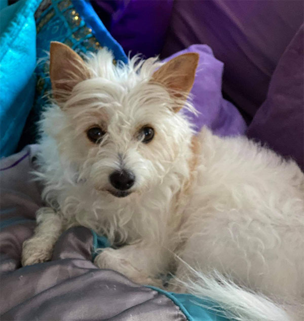 Katherine's Dog Grooming Chirripo Costa Rica